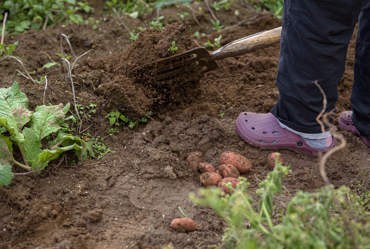 Digging potatoes in Crocs